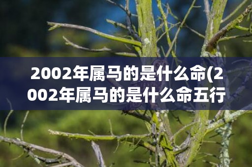 2002年属马的是什么命(2002年属马的是什么命五行属什么)