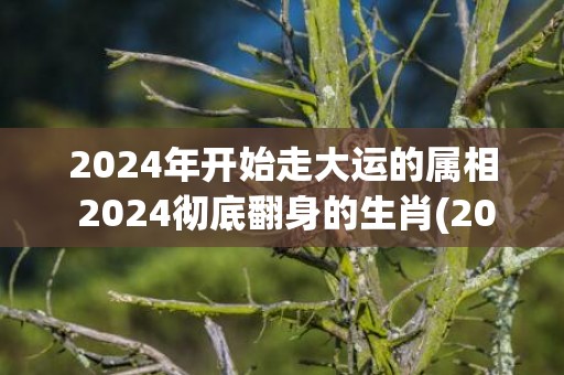 2024年开始走大运的属相 2024彻底翻身的生肖(2024年开始走十年好运的生肖)