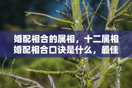 婚配相合的属相，十二属相婚配相合口诀是什么，最佳夫妻属相婚配表