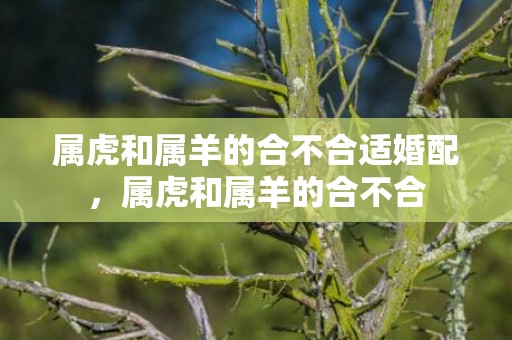 属虎和属羊的合不合适婚配，属虎和属羊的合不合