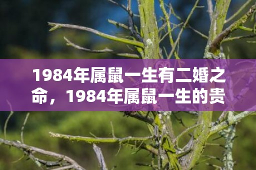 1984年属鼠一生有二婚之命，1984年属鼠一生的贵人