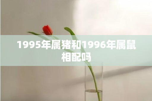 1995年属猪和1996年属鼠相配吗