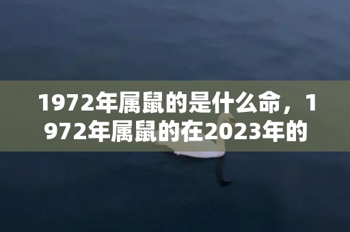 1972年属鼠的是什么命，1972年属鼠的在2023年的运势