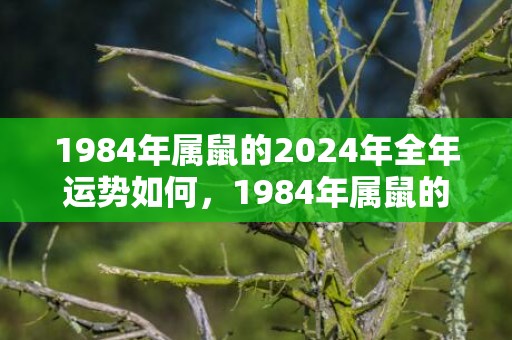 1984年属鼠的2024年全年运势如何，1984年属鼠的人命如何