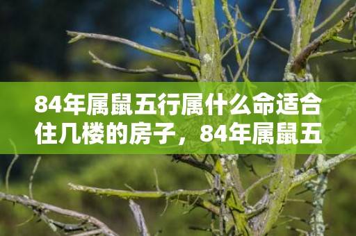 84年属鼠五行属什么命适合住几楼的房子，84年属鼠五行属什么