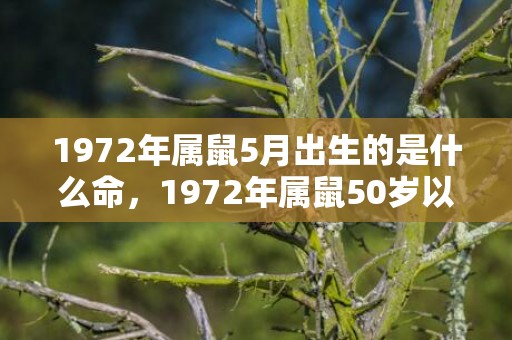 1972年属鼠5月出生的是什么命，1972年属鼠50岁以后命运