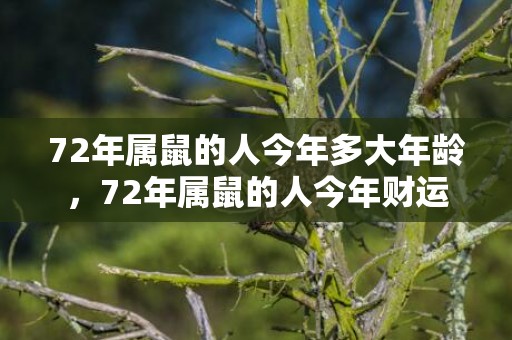 72年属鼠的人今年多大年龄，72年属鼠的人今年财运