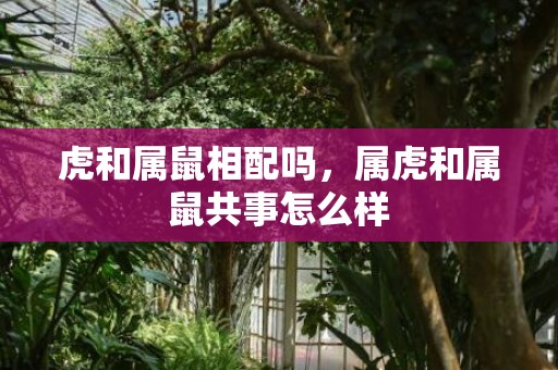 虎和属鼠相配吗，属虎和属鼠共事怎么样