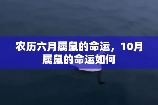 农历六月属鼠的命运，10月属鼠的命运如何