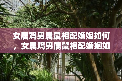 女属鸡男属鼠相配婚姻如何，女属鸡男属鼠相配婚姻如何