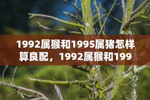 1992属猴和1995属猪怎样算良配，1992属猴和1996属鼠婚姻如何