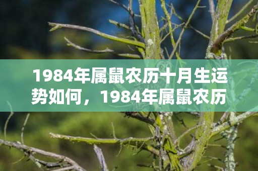 1984年属鼠农历十月生运势如何，1984年属鼠农历二月是什么命