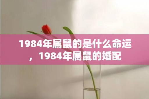 1984年属鼠的是什么命运，1984年属鼠的婚配