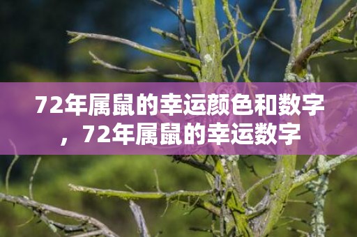 72年属鼠的幸运颜色和数字，72年属鼠的幸运数字