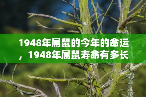 1948年属鼠的今年的命运，1948年属鼠寿命有多长