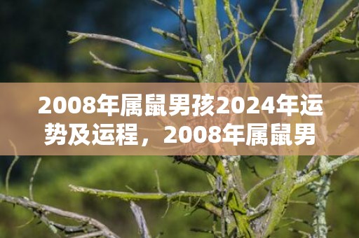 2008年属鼠男孩2024年运势及运程，2008年属鼠男一生命运