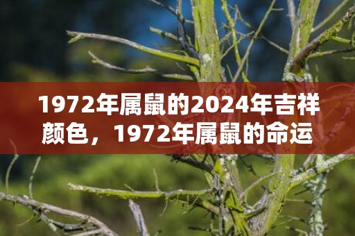 1972年属鼠的2024年吉祥颜色，1972年属鼠的命运