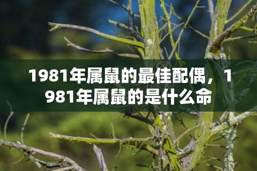 1981年属鼠的最佳配偶，1981年属鼠的是什么命