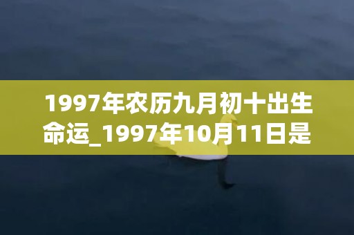 1997年农历九月初十出生命运_1997年10月11日是什么命(1997年农历九月十四是什么星座)