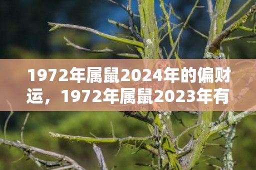 1972年属鼠2024年的偏财运，1972年属鼠2023年有灾难吗