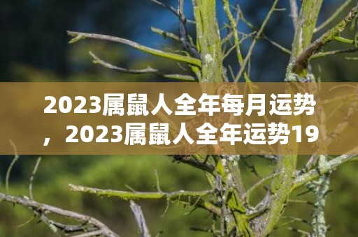 2023属鼠人全年每月运势，2023属鼠人全年运势1972