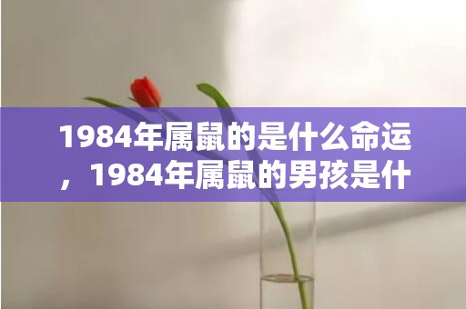 1984年属鼠的是什么命运，1984年属鼠的男孩是什么命