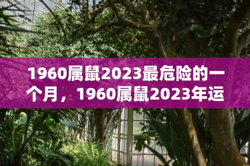 1960属鼠2023最危险的一个月，1960属鼠2023年运势怎么样