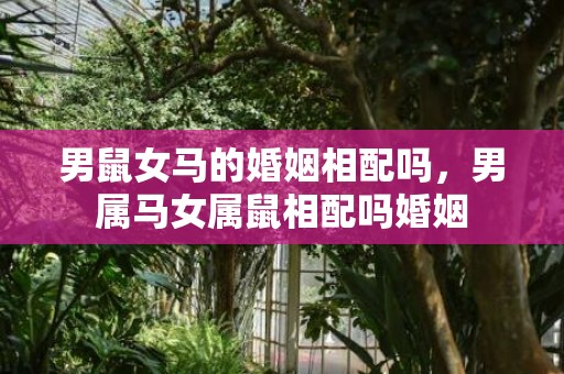 男鼠女马的婚姻相配吗，男属马女属鼠相配吗婚姻