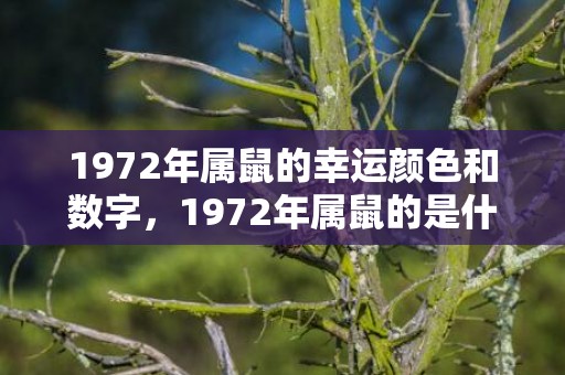 1972年属鼠的幸运颜色和数字，1972年属鼠的是什么水命