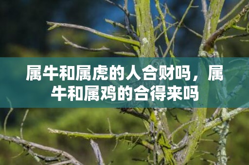 属牛和属虎的人合财吗，属牛和属鸡的合得来吗