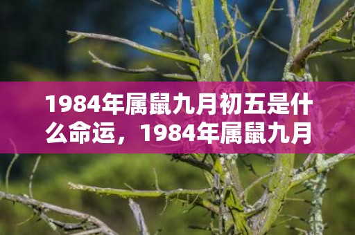 1984年属鼠九月初五是什么命运，1984年属鼠九月出生是什么命