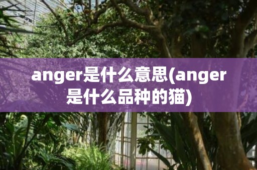 anger是什么意思(anger是什么品种的猫)