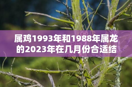 属鸡1993年和1988年属龙的2023年在几月份合适结婚，属鸡1993年和什么属相合财运？1996年属鼠是什么命