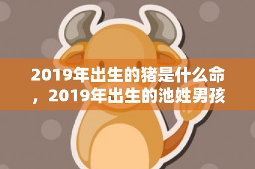 2019年出生的猪是什么命，2019年出生的池姓男孩如何起名字，姓池男孩好听的名字