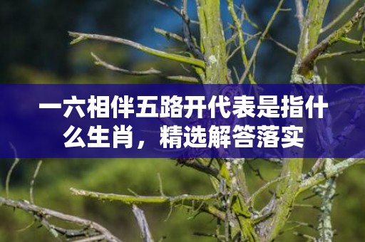 一六相伴五路开代表是指什么生肖，精选解答落实