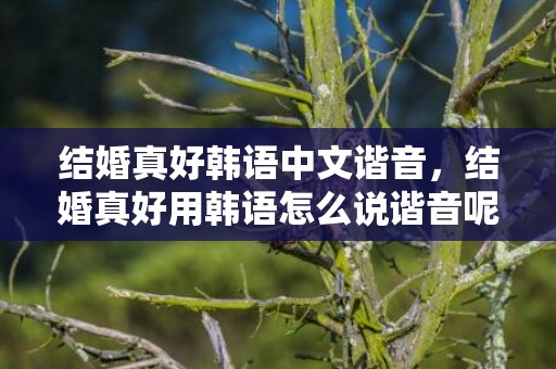 结婚真好韩语中文谐音，结婚真好用韩语怎么说谐音呢，韩语新婚祝福怎么说