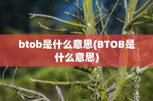 btob是什么意思(BTOB是什么意思)