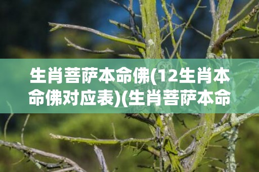 生肖菩萨本命佛(12生肖本命佛对应表)(生肖菩萨本命佛蛇)