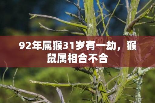 92年属猴31岁有一劫，猴鼠属相合不合