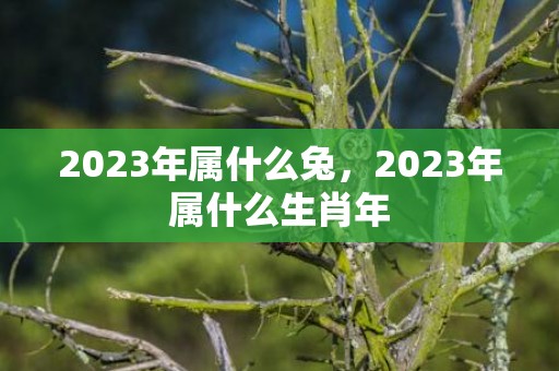 2023年属什么兔，2023年属什么生肖年