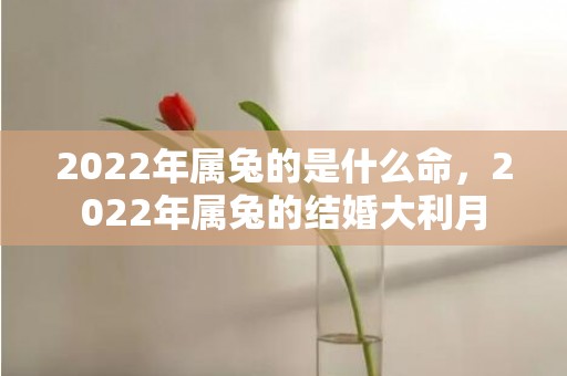 2022年属兔的是什么命，2022年属兔的结婚大利月