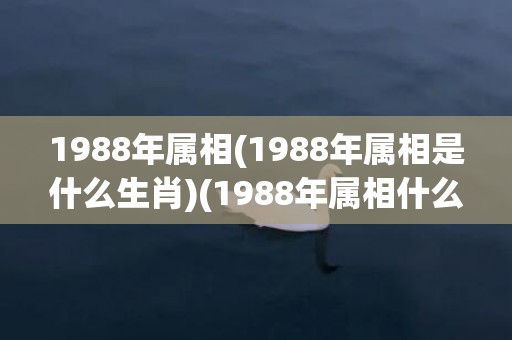 1988年属相(1988年属相是什么生肖)(1988年属相什么命)