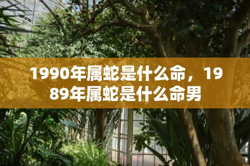 1990年属蛇是什么命，1989年属蛇是什么命男