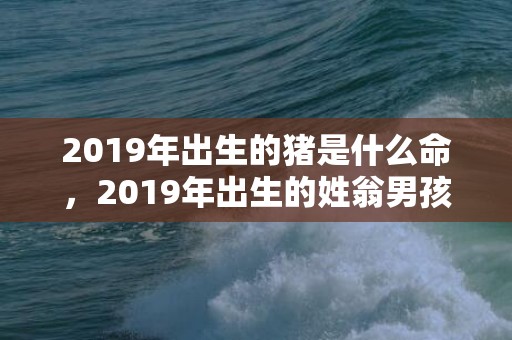 2019年出生的猪是什么命，2019年出生的姓翁男孩如何起名，宜用什么字