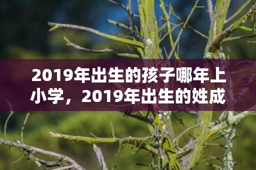 2019年出生的孩子哪年上小学，2019年出生的姓成男孩如何起名，宜用什么字