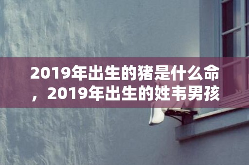 2019年出生的猪是什么命，2019年出生的姓韦男孩如何起名，宜用什么字