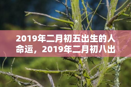 2019年二月初五出生的人命运，2019年二月初八出生的男孩怎么样起名字