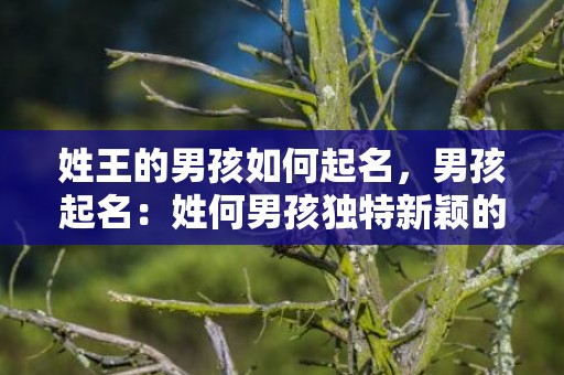 姓王的男孩如何起名，男孩起名：姓何男孩独特新颖的名字