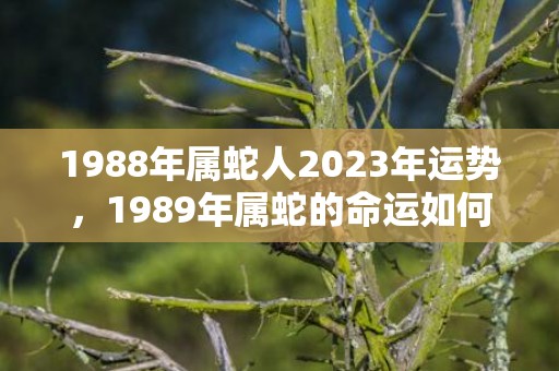 1988年属蛇人2023年运势，1989年属蛇的命运如何