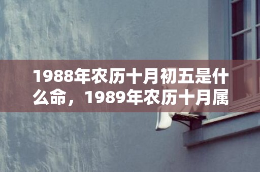 1988年农历十月初五是什么命，1989年农历十月属蛇的运势